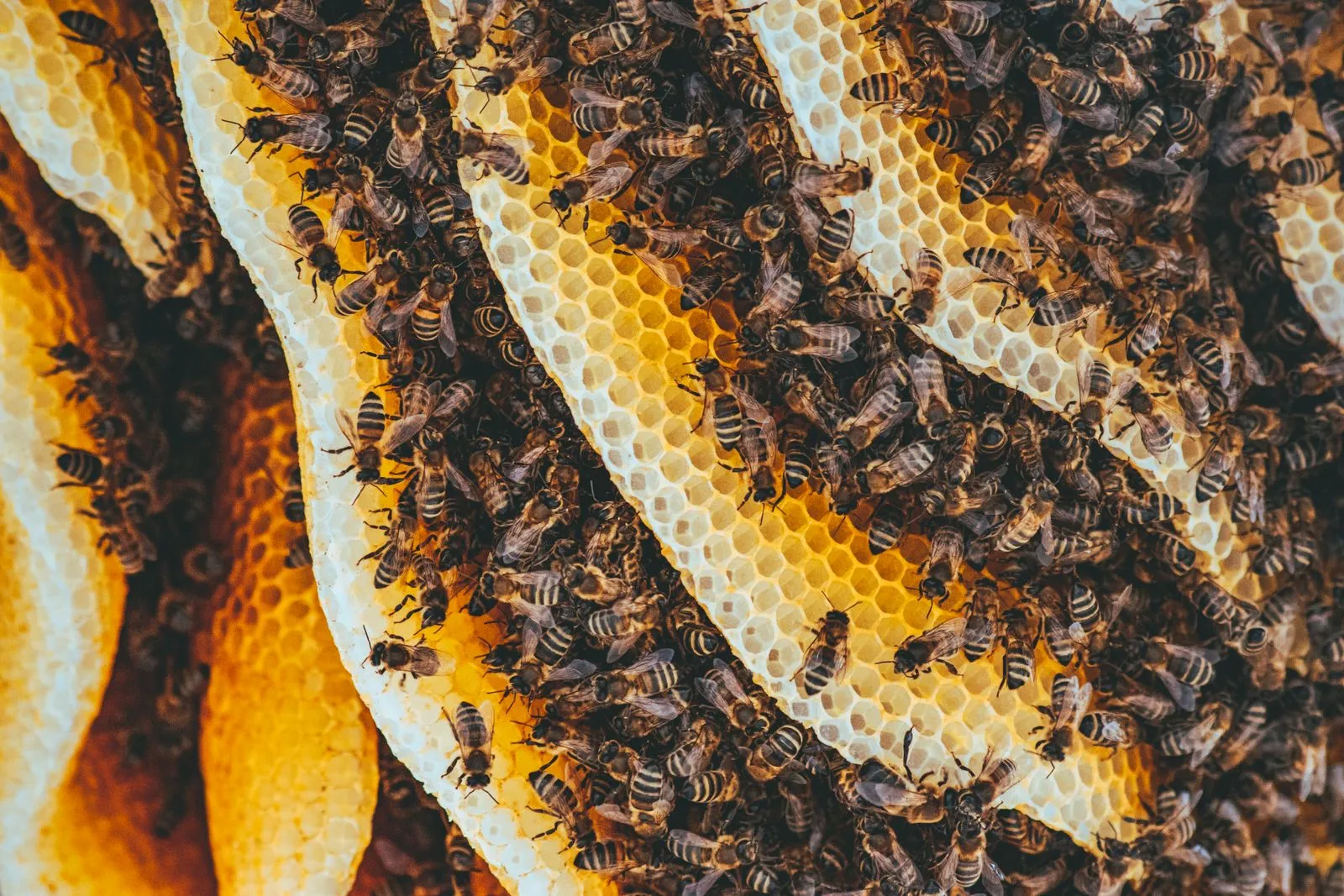 Honeybees crowded on a frame of capped honeycomb